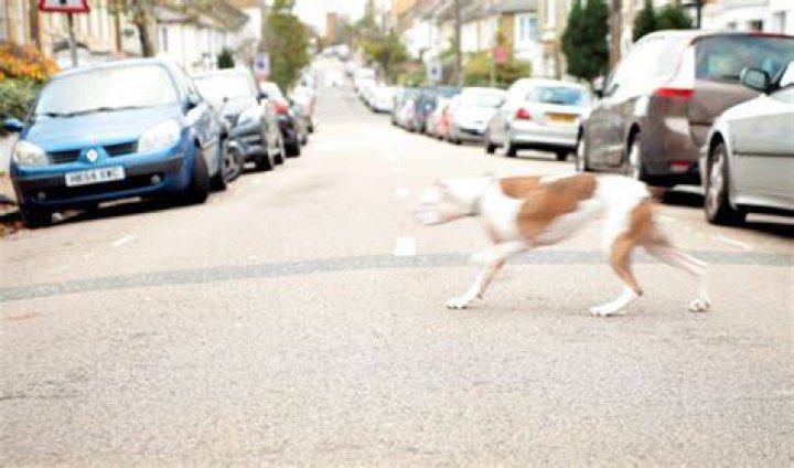 accident of a pet dog