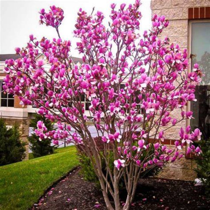 ann magnolia tree
