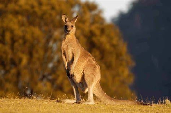 Australian Kangaroo; an example of marsupial mammal
