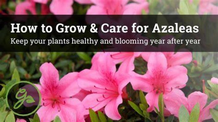 azalea bush care