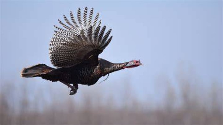 can wild turkeys fly