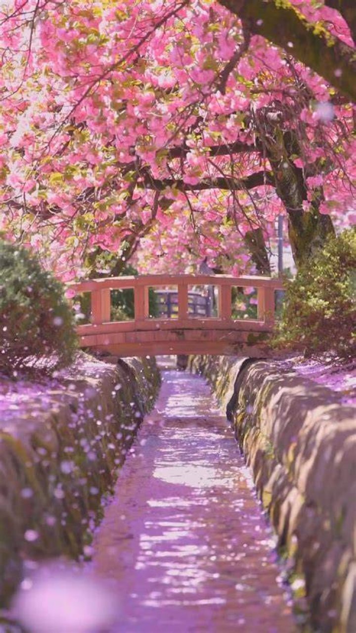cherry_blossom
