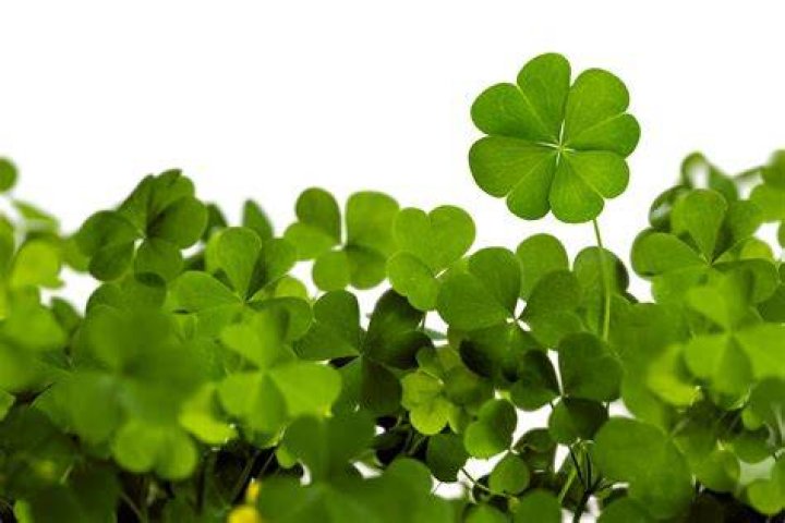 clover plant