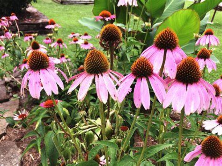 coneflower care