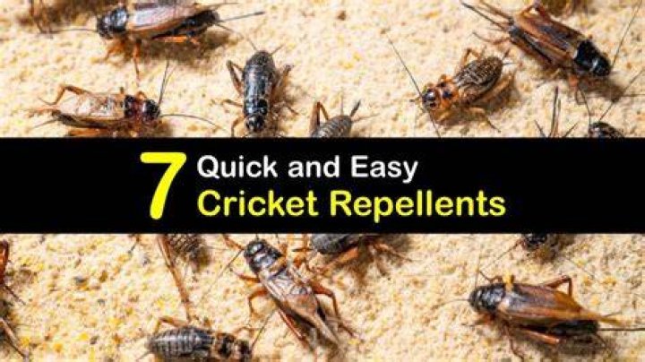 cricket repellent
