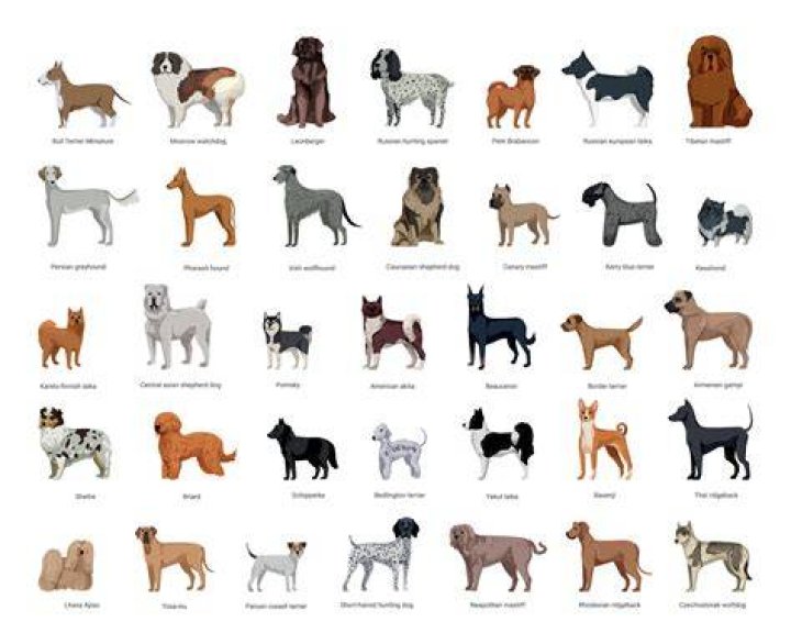 Different breeds of dog