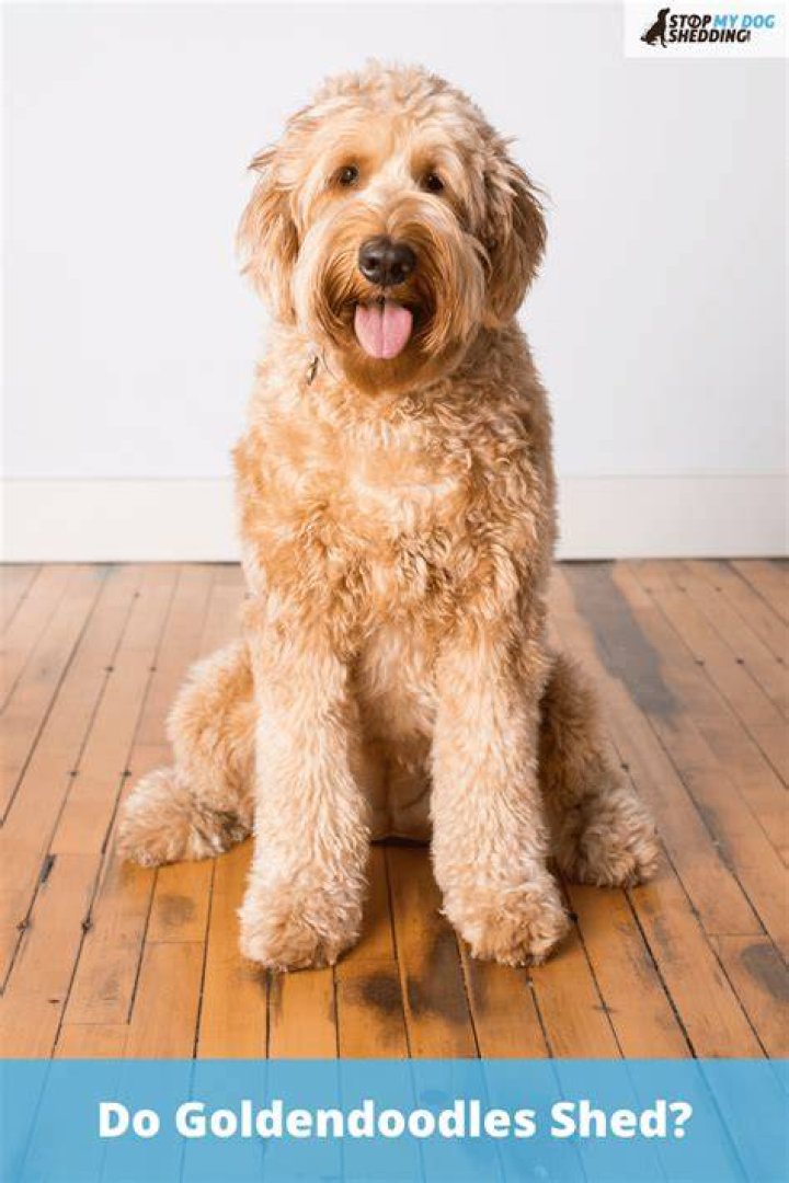 Do Goldendoodle shed?
