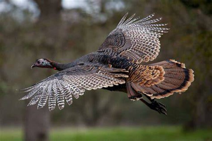 do turkeys fly