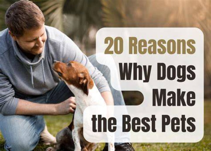 Dogs are the best pets