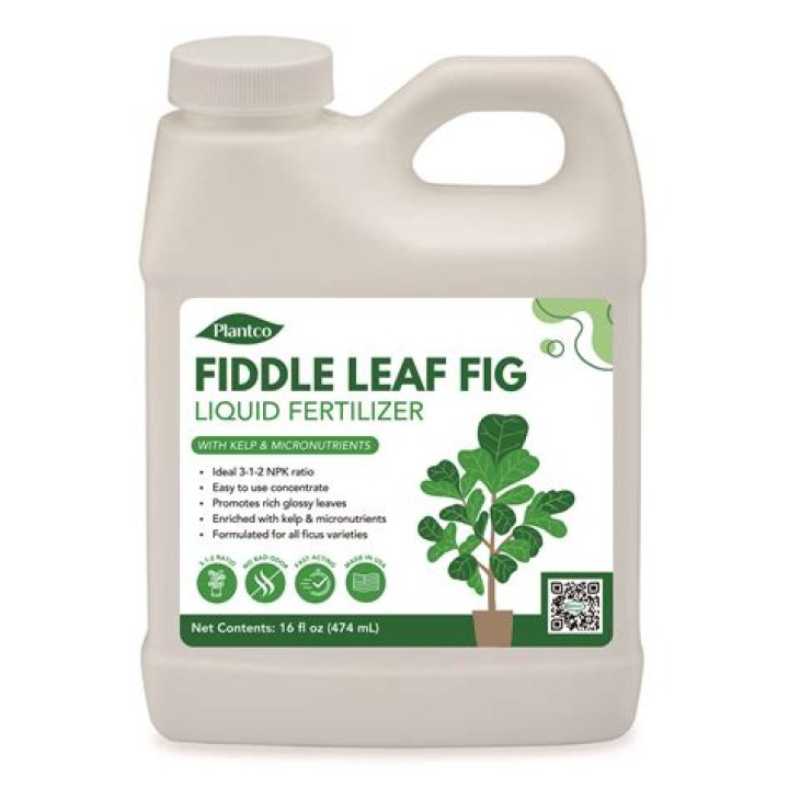 fiddle leaf fig fertilizer