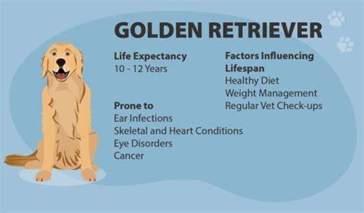 golden retriever lifespan