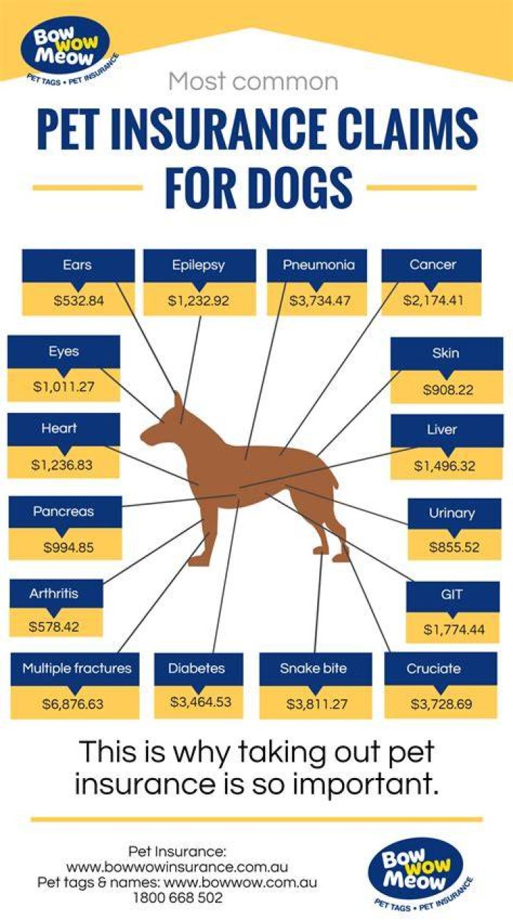 Health insurance for a dog