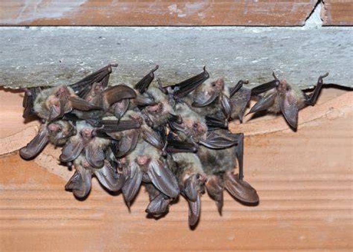 how do bats get in the house