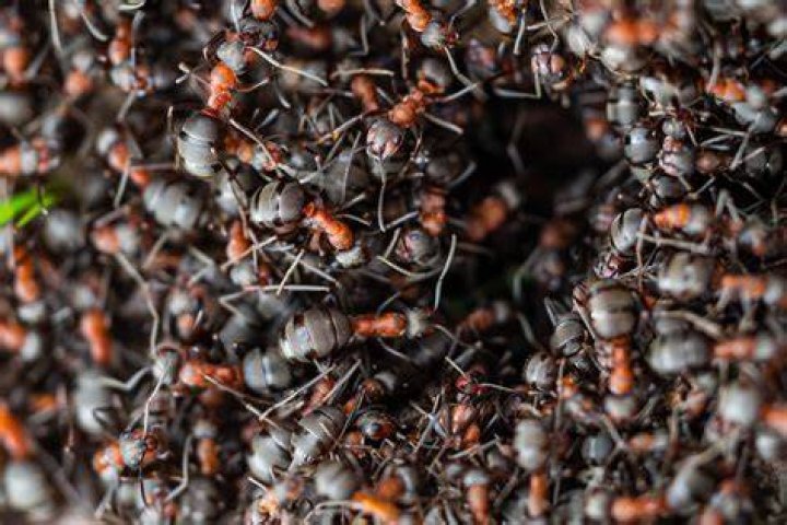 How many ants are there in the world?