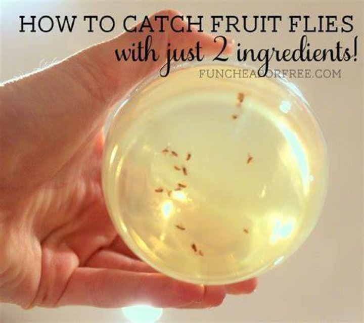 how to attract flies