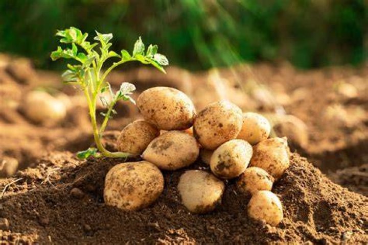 how to grow potatoes in a container