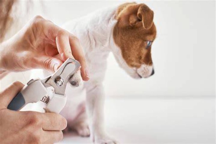 how to trim dog nails at home