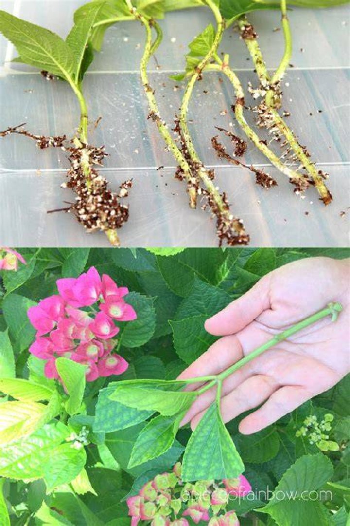 hydrangea cuttings