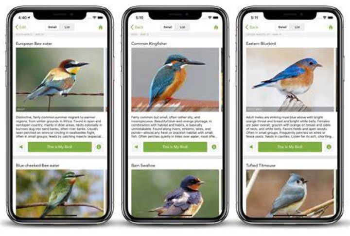 identify bird calls app