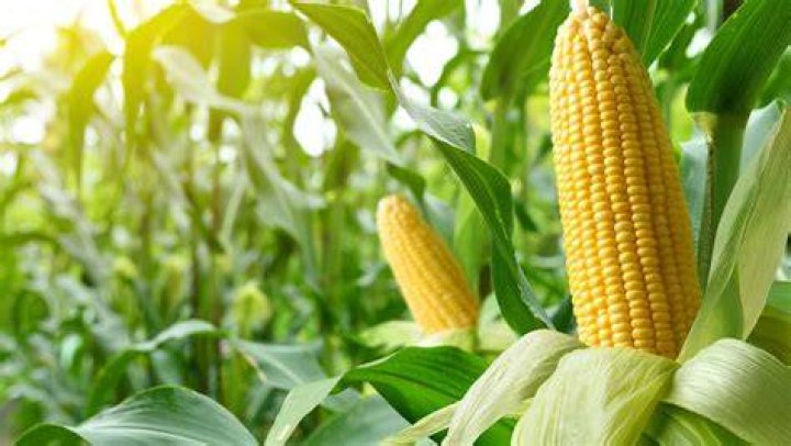 Is Corn A Fruit