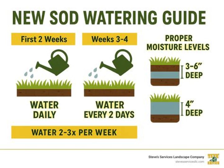 new sod watering schedule