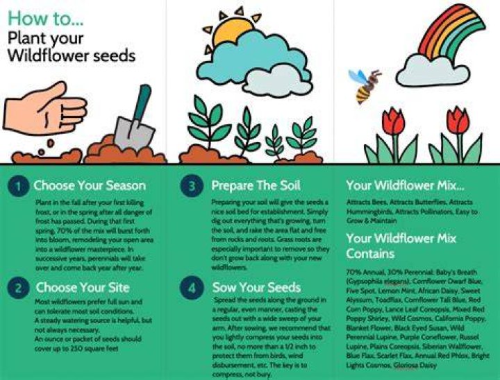 planting wildflower seeds