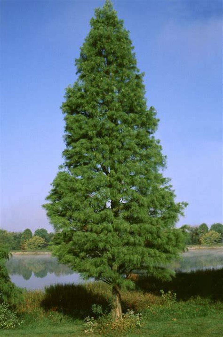 pond cypress