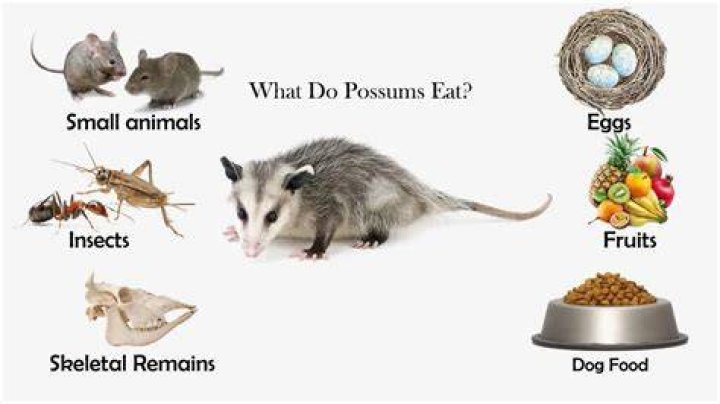 possums eat