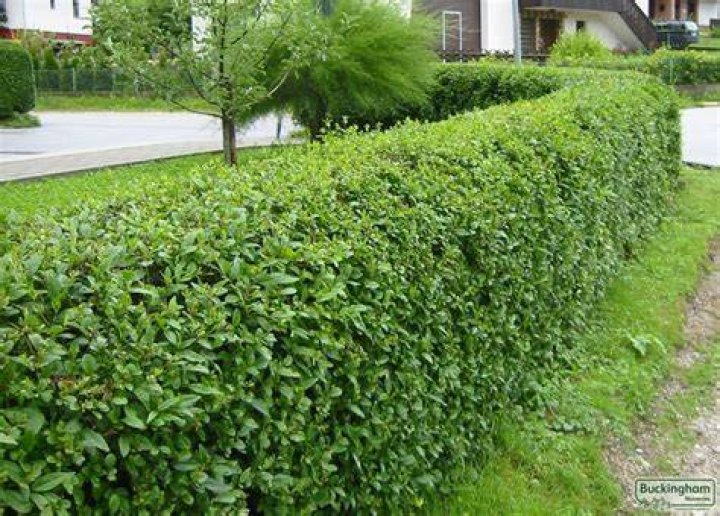 privet bushes