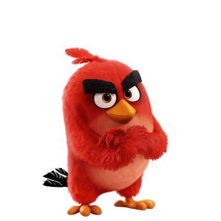 red angry bird