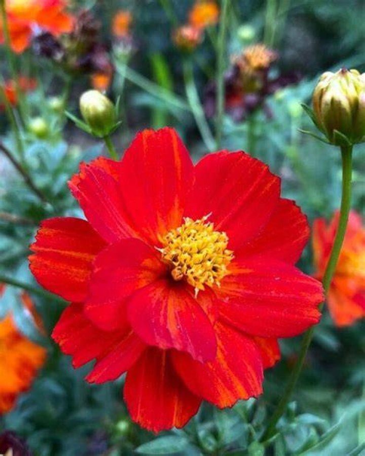red flower with yellow center
