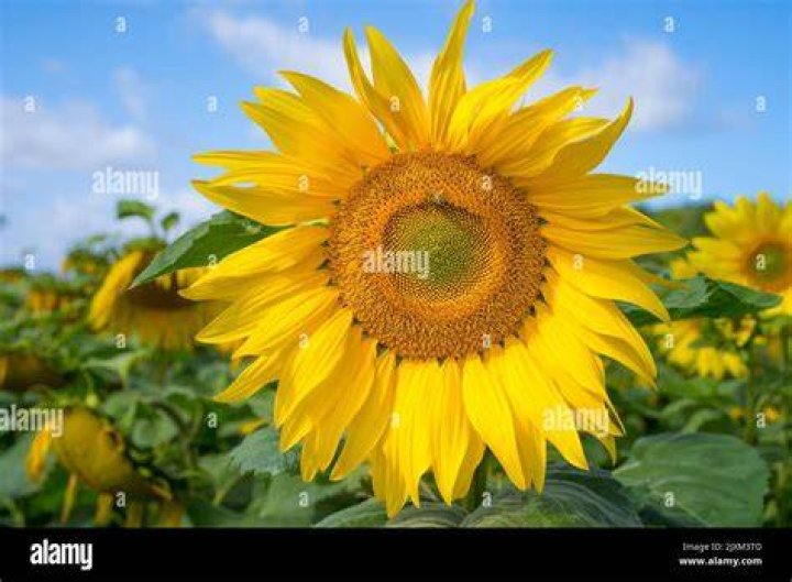 :sunflower:
