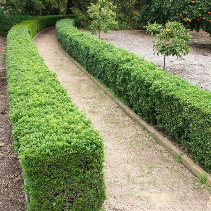 tall boxwood