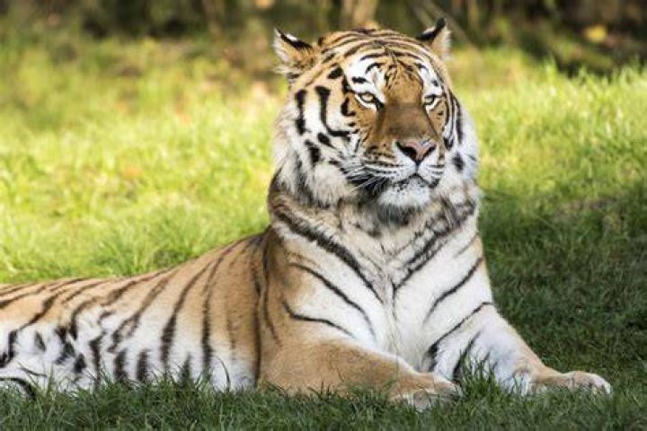 :tiger: