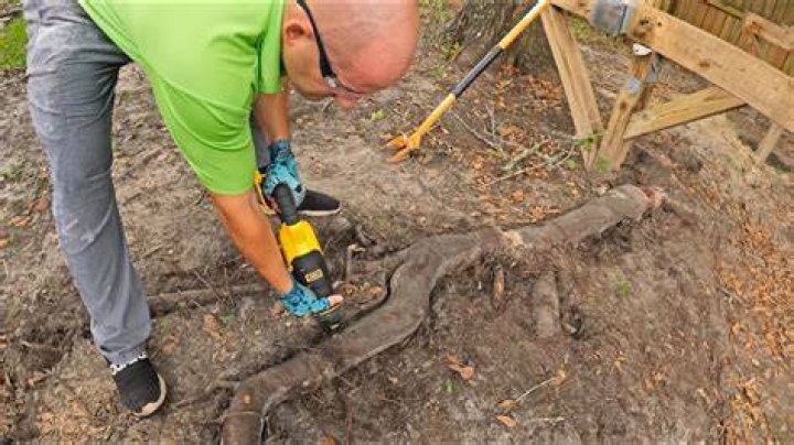 tree root removal