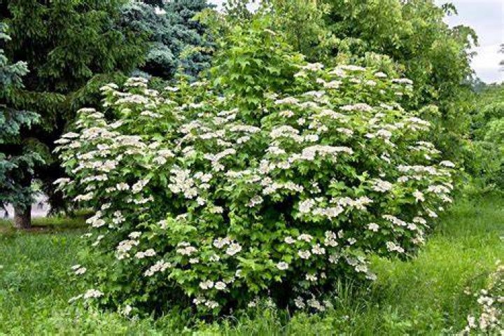 viburnum