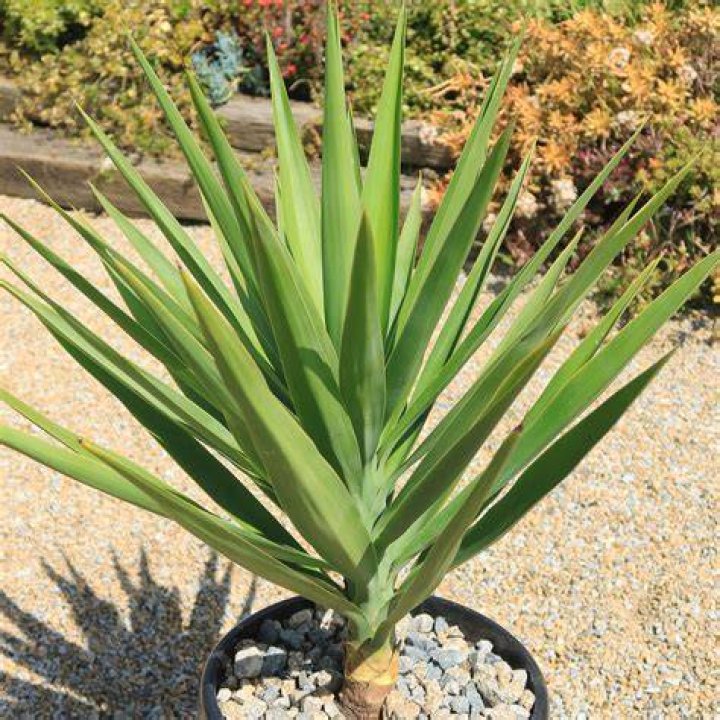 yucca elephantipes
