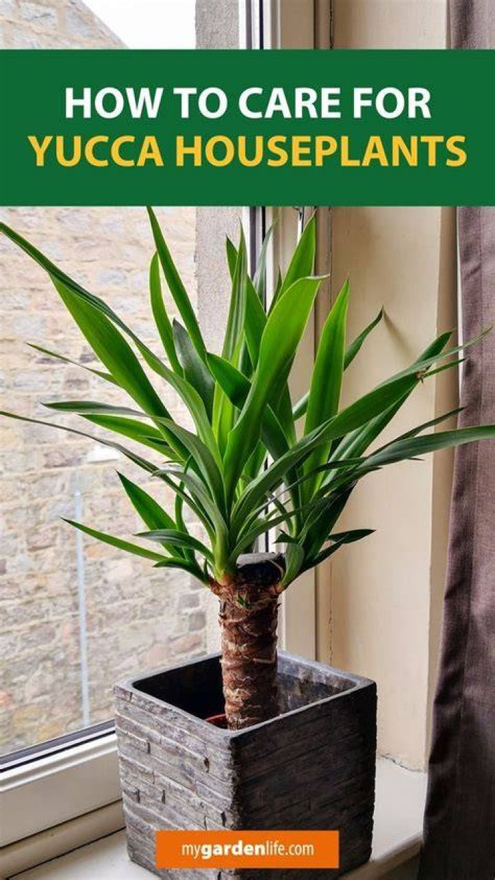 yucca plant care